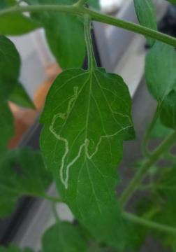 画像 葉 白い線 観葉植物 葉 白い線 Nemkabegami