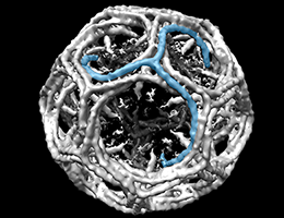 clathrin cage viewed by electron microscopy