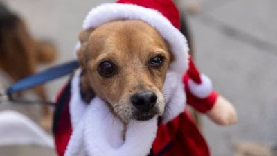 La Comunidad lanza una iniciativa para animar a madrileños a adoptar mascotas de manera responsable esta Navidad