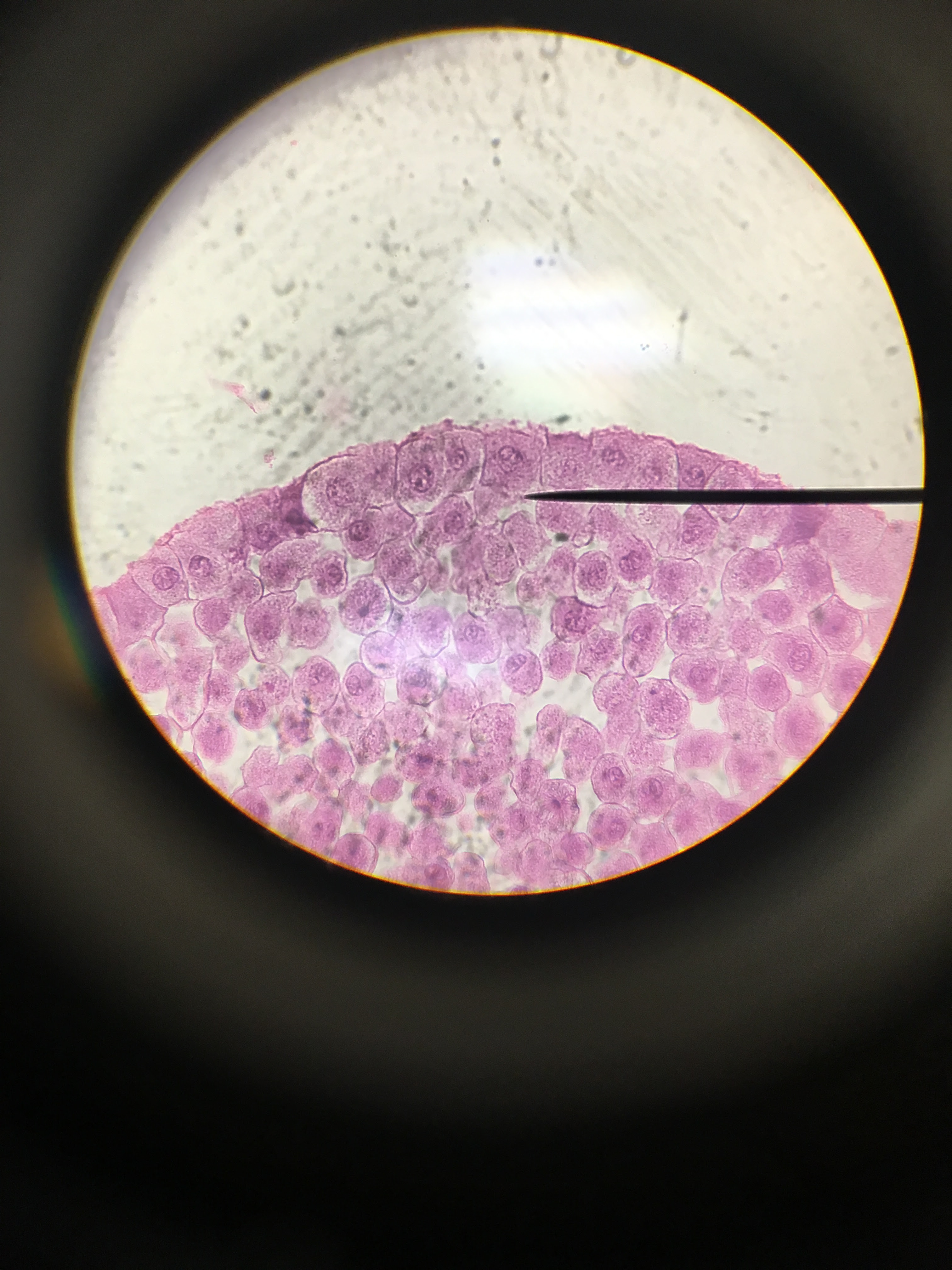 straubel / AP biology 2016-17