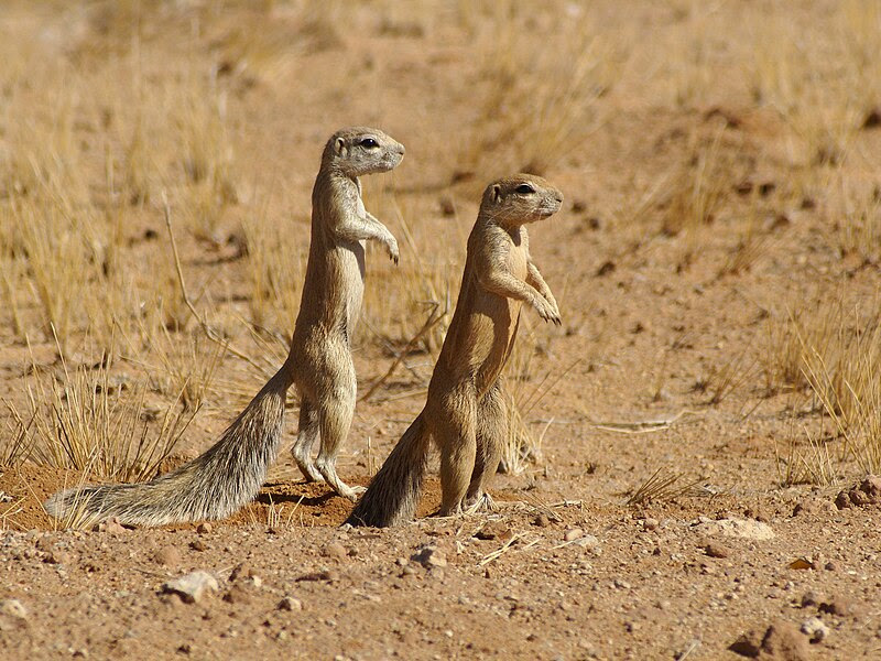 File:Xerus inauris.jpg