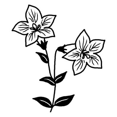 美しい花の画像 トップ100 桔梗 イラスト 白黒