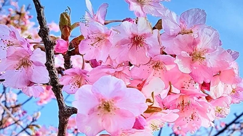 Fantastis 15 Gambar Bunga Sakura Asli  Richa Gambar 
