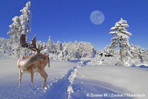 arctic reindeer eye color