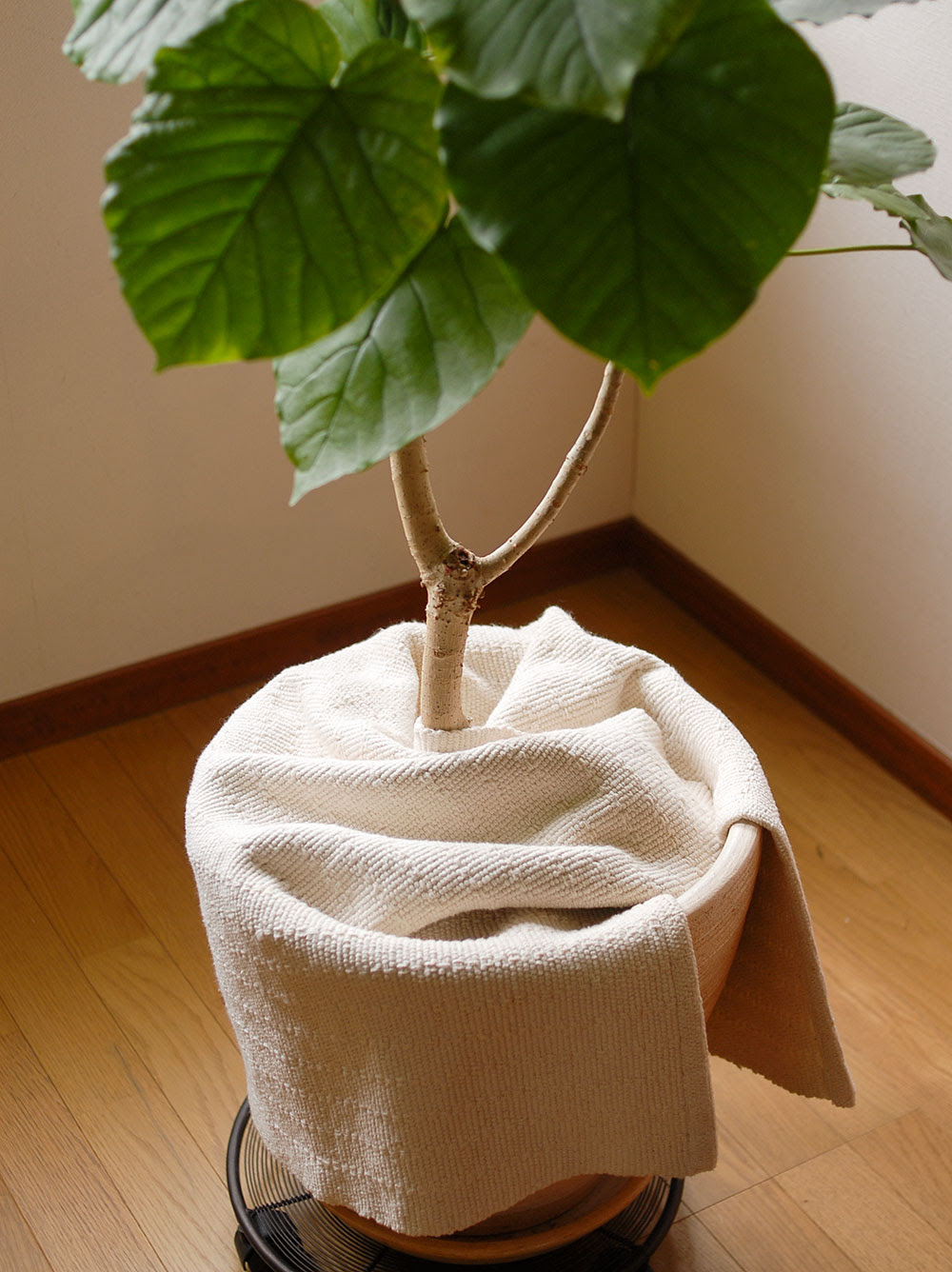 すべての美しい花の画像 心に強く訴える観葉植物 冬