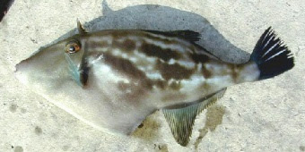 綺麗なウマヅラハギ カワハギ 最高の花の画像