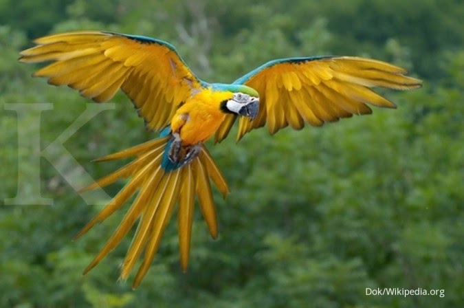 Gambar Burung Cantik Yang Belum Diwarnai Gambar Burung