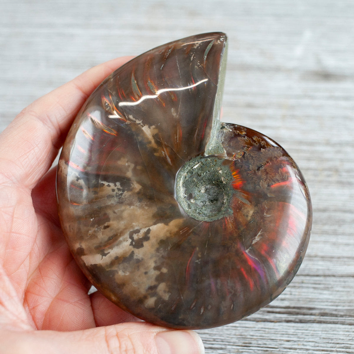 Content and updates on ammonite (2020) a film by francis lee, starring kate winslet and saoirse ronan. The Ammonite