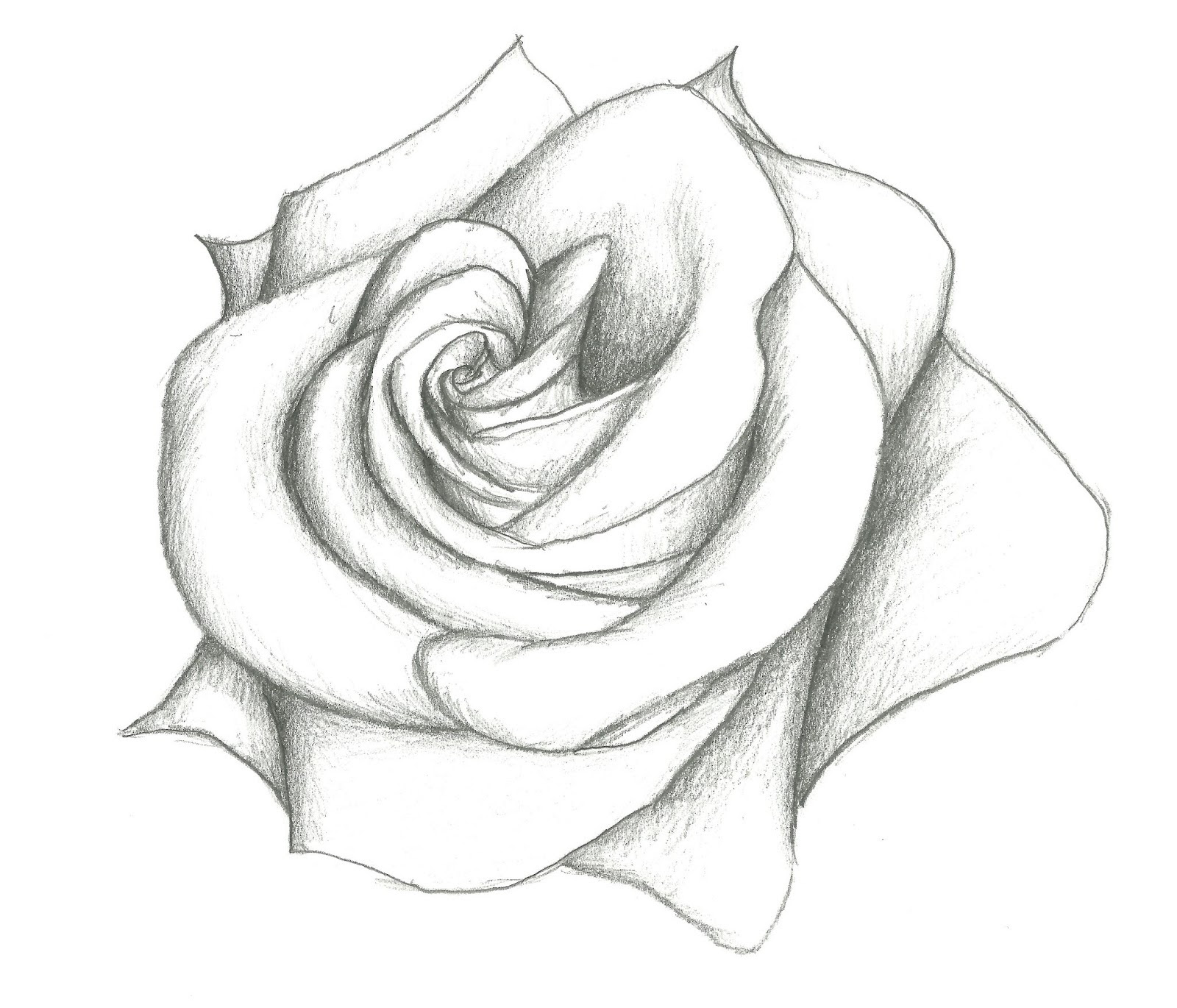 Original rose photo can be found here on flickr. Wild Rose Drawing At Getdrawings Free Download
