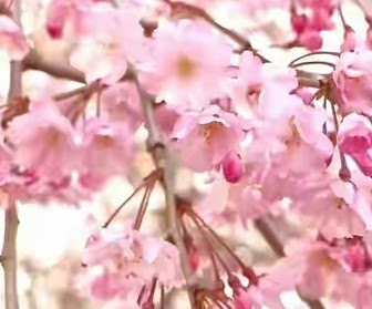 Paling Keren 19 Gambar Bunga Sakura Warna  Hijau  Gambar 