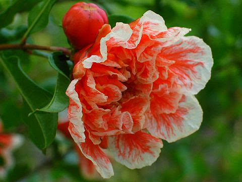 すべての花の画像 最高のザクロ 花言葉