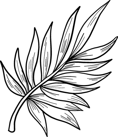 Palm tree leaf template printable. Palm Leaf Coloring Page Free Printable Coloring Pages
