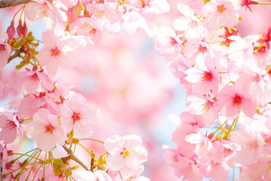 すべての美しい花の画像 驚くばかり桜 おしゃれ 壁紙