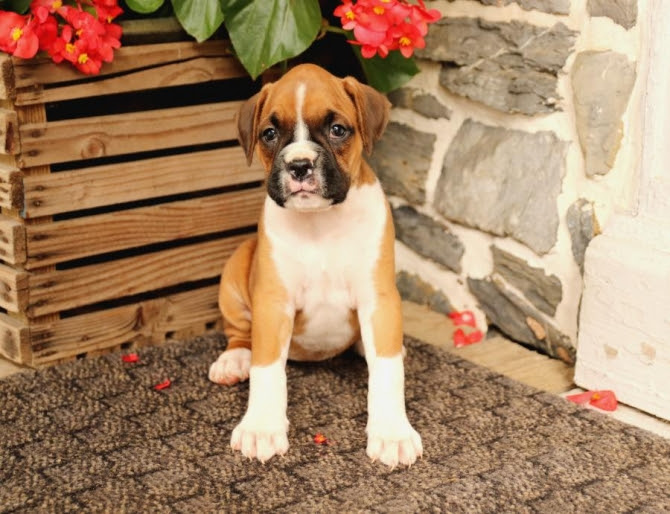 Boxer puppies are muscular and strong dog breeds and are extremely intelligent & adorable. Intelligent Boxer Puppies 79413 For Sale San Antonio Pets Dogs