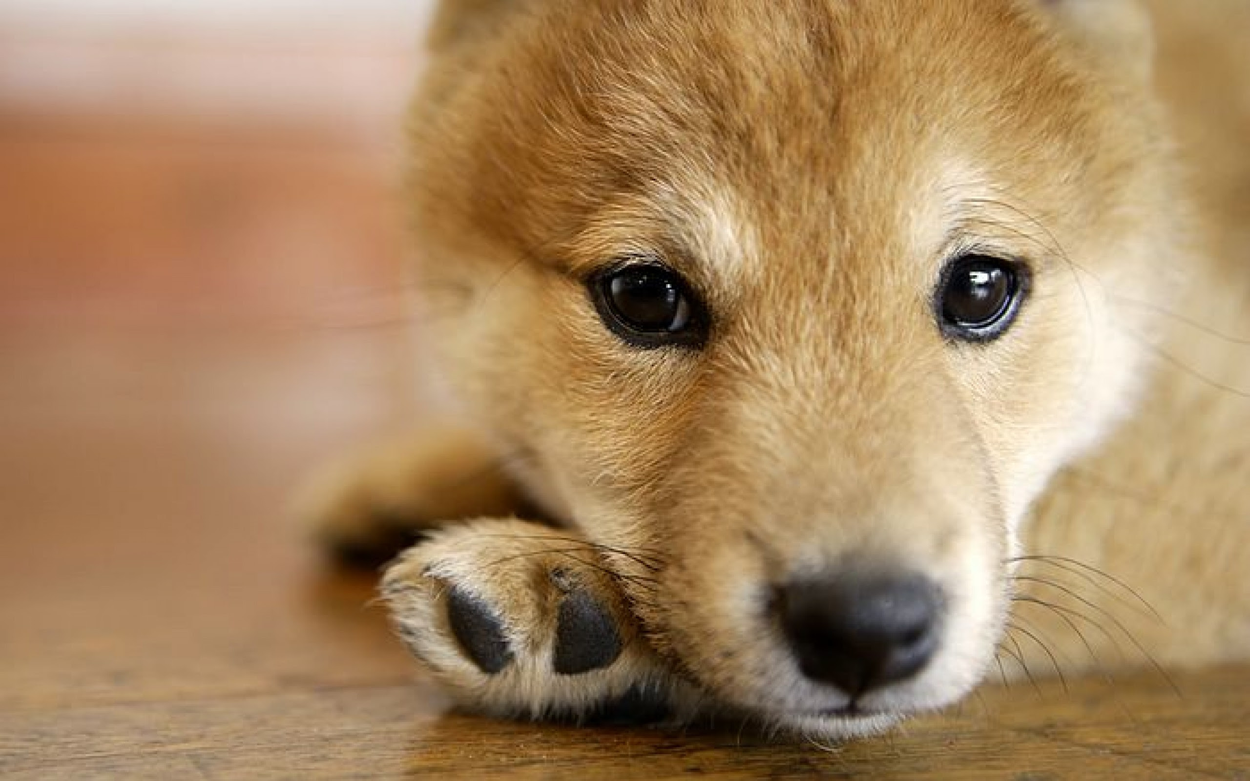 21年の最高 壁紙 柴犬 Jpbestwallpaper