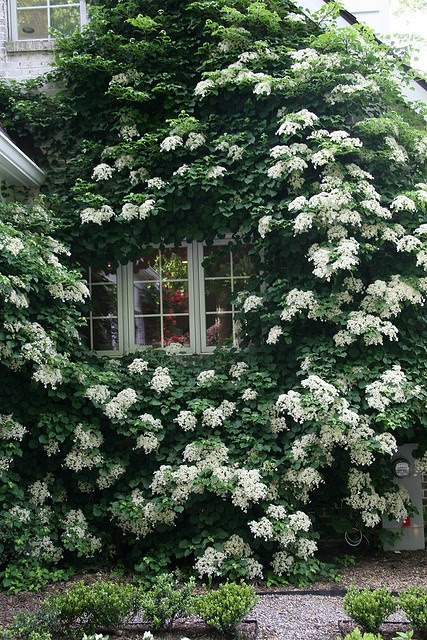 How tall do climbing hydrangeas grow. Climbing Hydrangeas Garden Design For Living