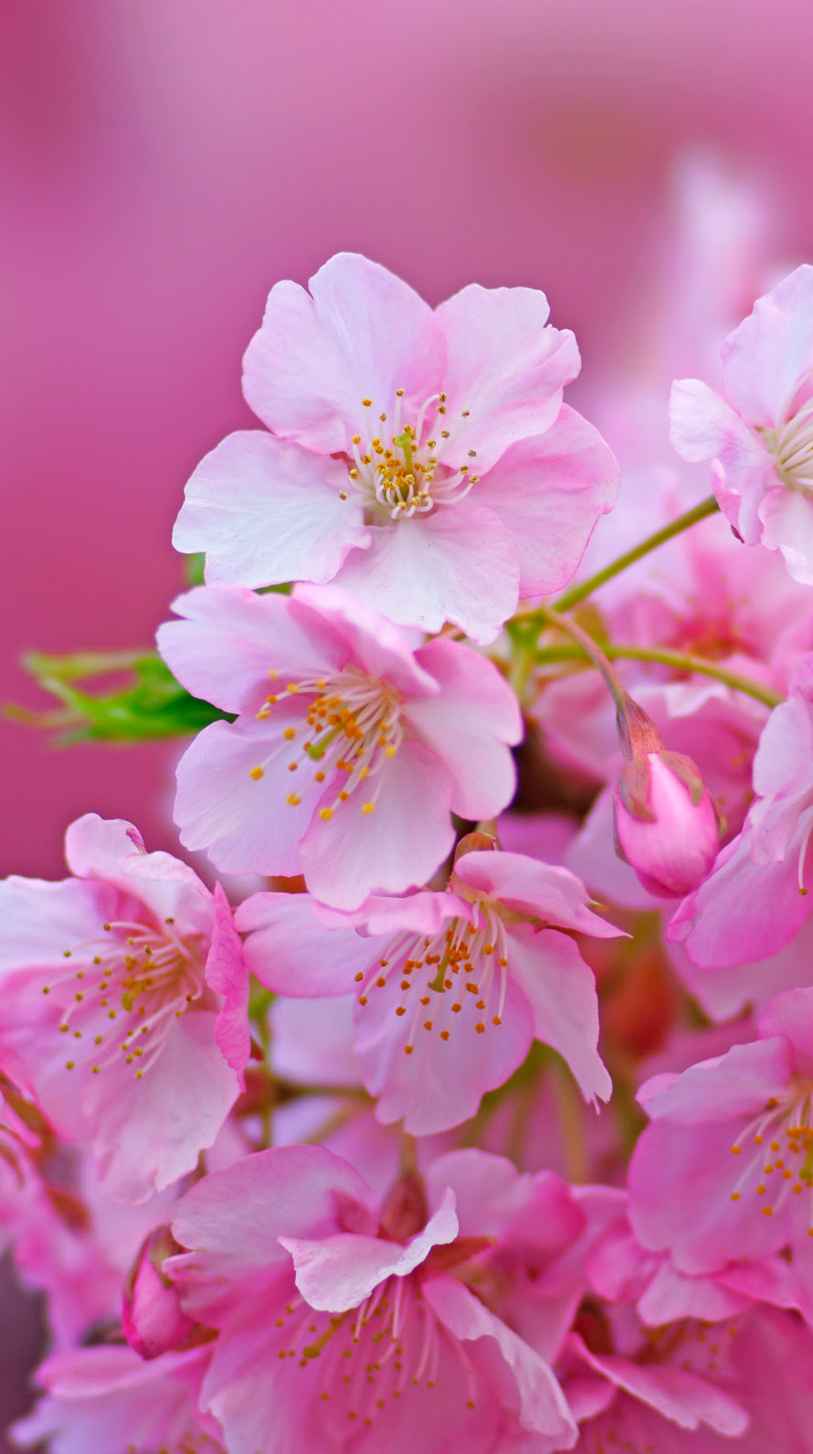 元の桜 Iphone 壁紙 アニメ画像