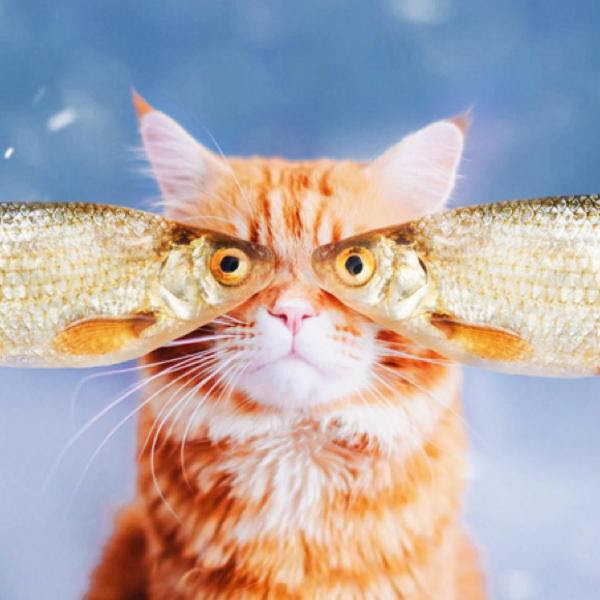 ぜいたくパソコン 壁紙 猫 おもしろ すべての美しい花の画像