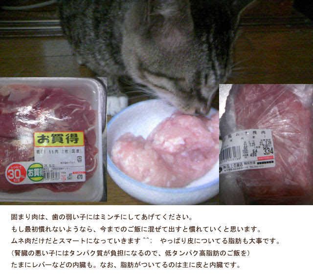 イメージカタログ 壮大 猫 口内炎 食事