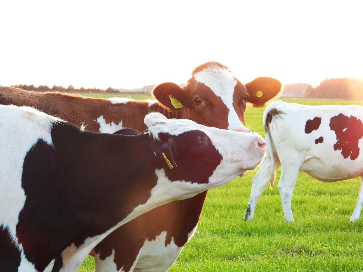 Elke koe in de veehouderij zal uiteindelijk naar het slachthuis gaan