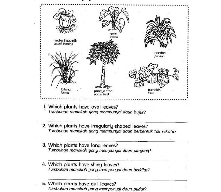 Soalan English Darjah 1 - Hairstyle ll