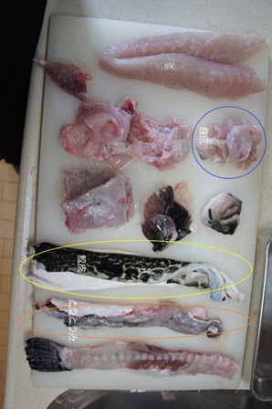 綺麗なフグ 捌き方 毒 魚のすべて
