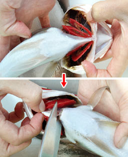 ぜいたく魚 血抜き エラ 場所 魚のすべて