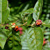 Euphorbiaceae :  Họ Thầu dầu - Phần 2 từ F-Z