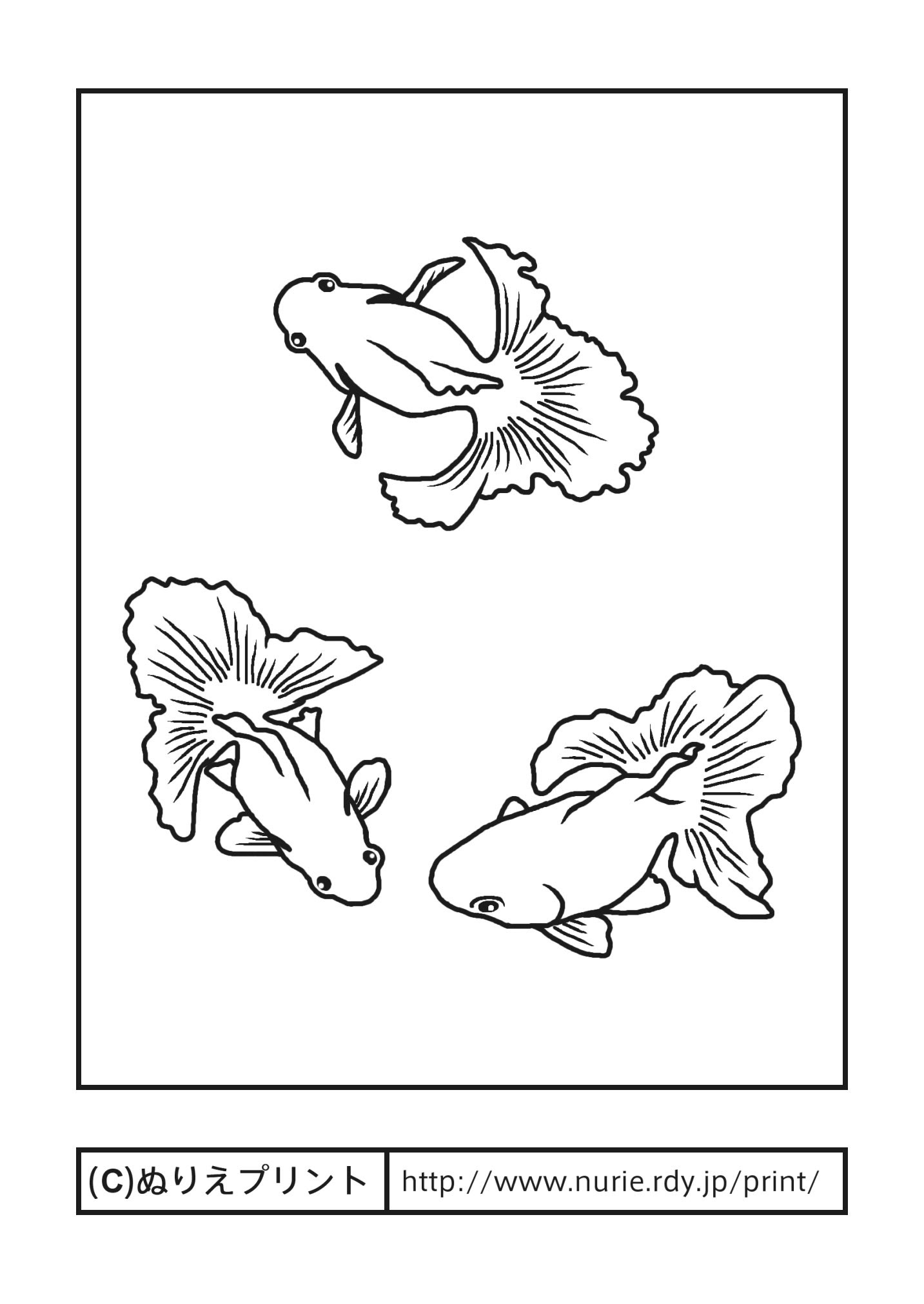 金魚 塗り絵 金魚 塗り絵 フリー