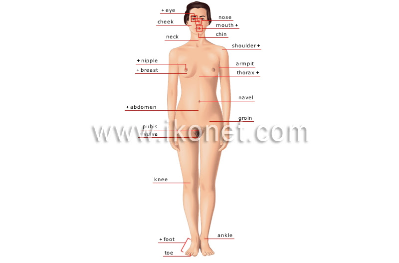 Its function is to create offspring. Human Being Human Body Woman Anterior View Image Visual Dictionary
