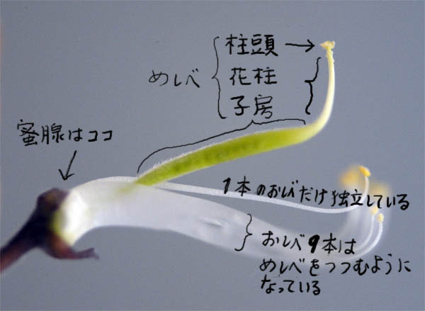 最も人気のある エンドウ 花のつくり 6498 カラス ノ エンドウ 花のつくり