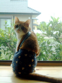 粘性の 害虫 ポケット 猫 おむつ カバー 靴下 作り方 Meihinnet Jp
