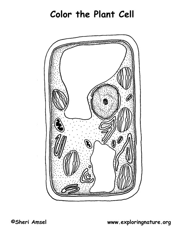 Report this resource to tpt. Plant Cell Coloring Pages