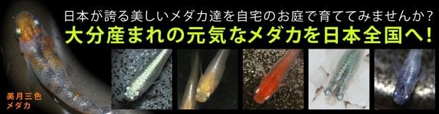 Ngocanjijp
