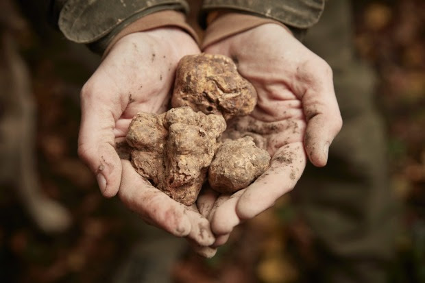 Motovun Truffle Photo: NYT