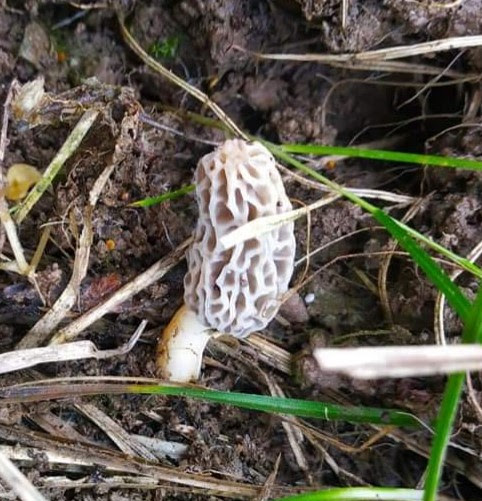Dan tahukah kamu salah satu faktor yang menyebabkan masalah finansial? Morchella Esculenta Fr Guichchhee Himalayan Wild Food Plants