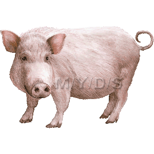 無料ダウンロード 豚 イラスト 無料 写真素材 フォトライブラリー