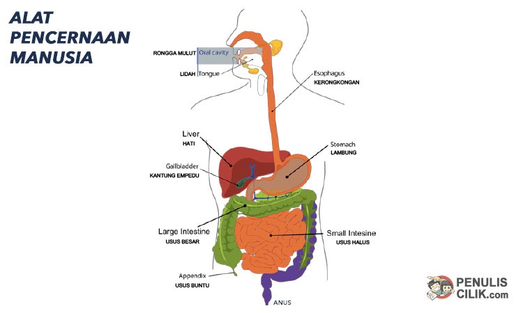 Gambar Sistem Pencernaan Jenis dan Fungsi  Organ  