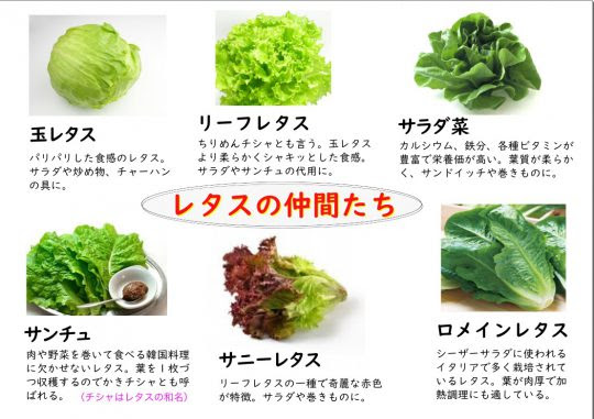 無料印刷可能サンチュ サニー レタス 最高の花の画像