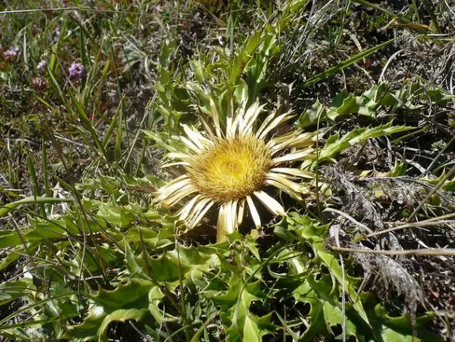 Eguzkilore, la flor protectora del país de los vascos