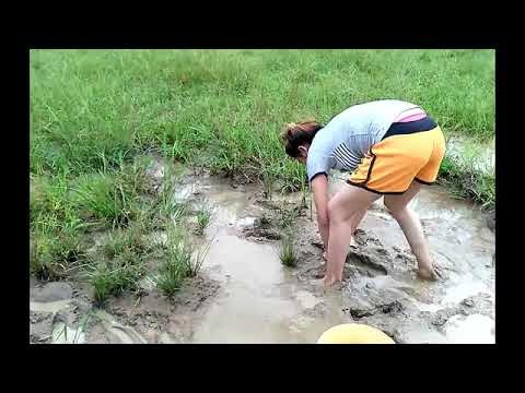 Cara Membuat Gubuk Di Sawah / Cantik Cara Membuat Saung ...