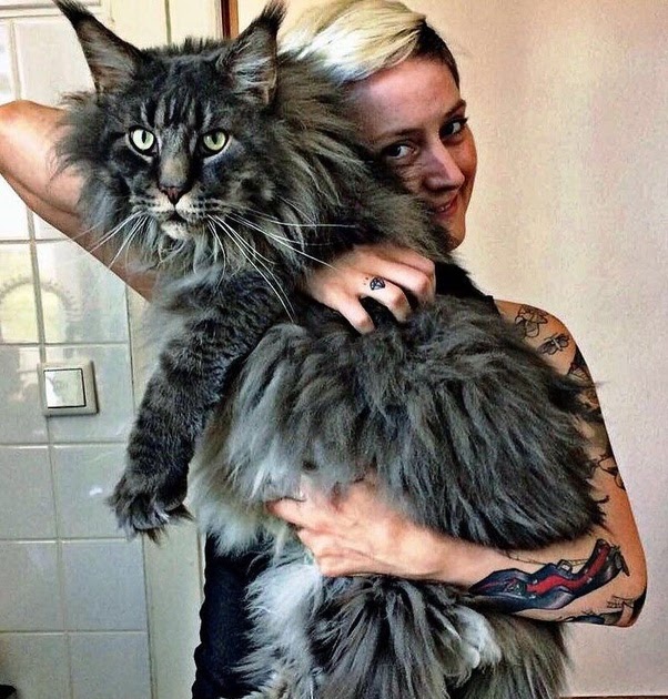 Maine Coon Cat Weight At 6 Months - Baby Cuddling Kitten