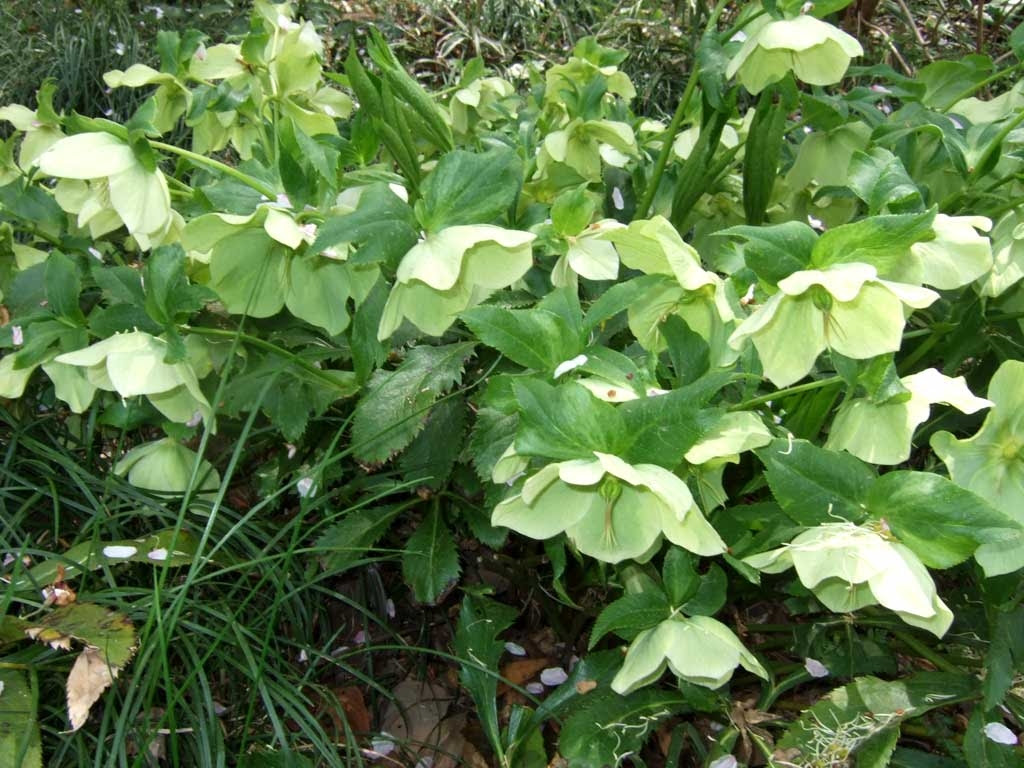すべての花の画像 ベスト50 壁紙 クリスマスローズ