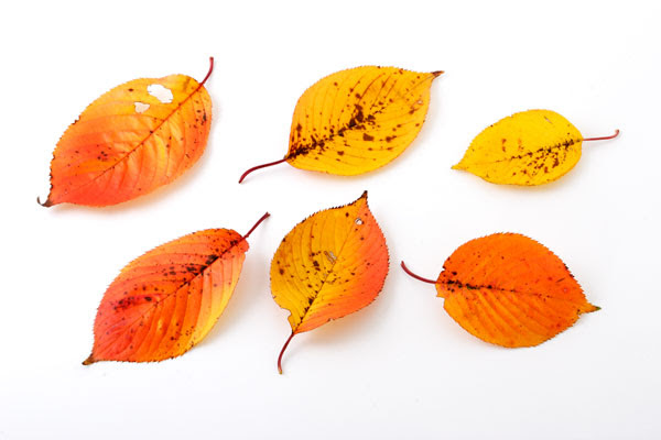 最も共有された 落ち葉 素材 紅葉 落ち葉 素材