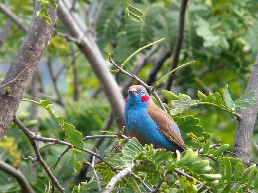 Red-cheeked cordon-bleu: Actual-Virtual Harbin Hot Springs and Tourism: "Naked Harbin Ethnography" UC Berkeley Anthro talk Friday, May 5 at 5pm