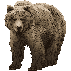 動物画像のすべて 最新リアル 熊 くま イラスト