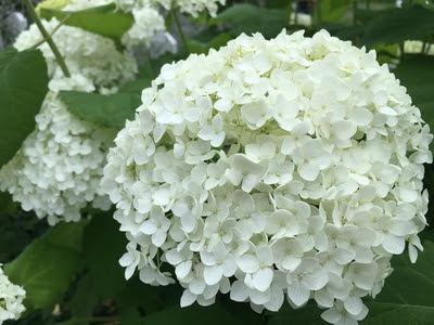 元の白い 紫陽花 アナベル 美しい花の画像