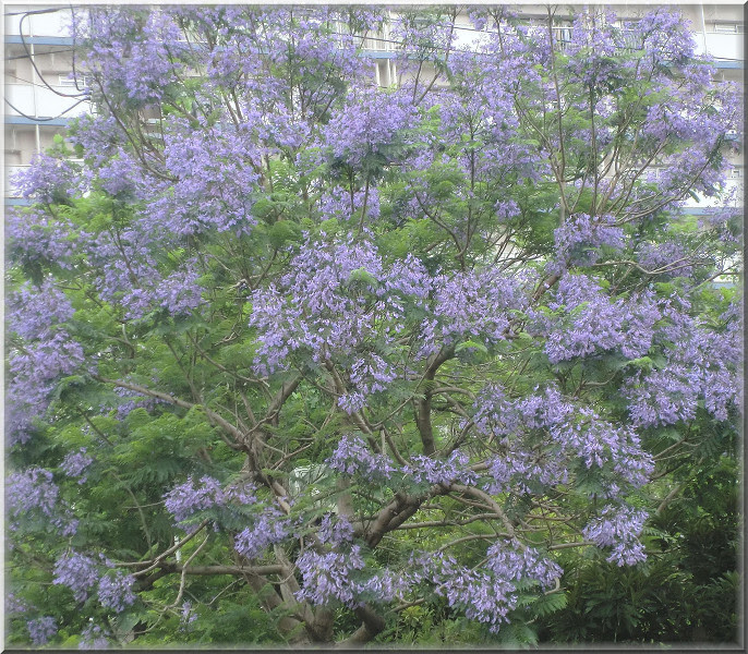 エレガントジャカランダ 花 言葉 最高の花の画像