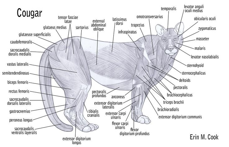 Scientific Names Of Body Muscles Klop Ders