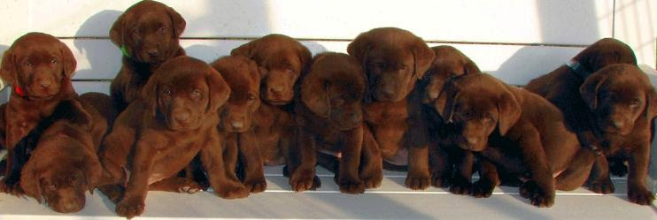 Check spelling or type a new query. Chocolate Labrador Retriever Puppies Central Texas Breeder